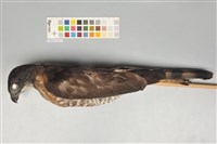 藏品(鳳頭蒼鷹)的圖片